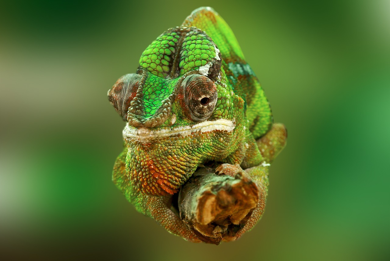 chameleon, reptile, lizard-540655.jpg